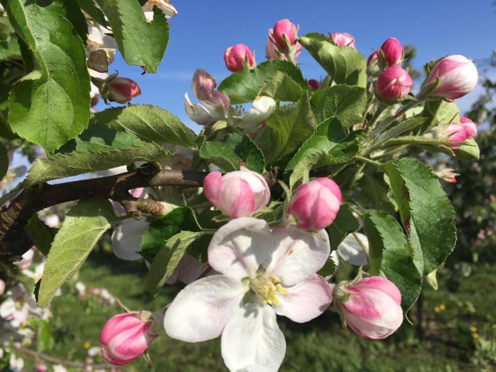 Fewo Blankenese Im Haus Luehegarten Grünendeich Kültér fotó